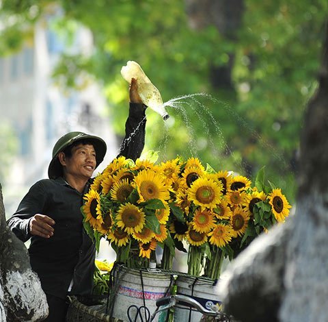 Sunflowers go to town.