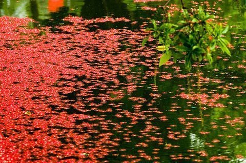 Loc vung flowers.