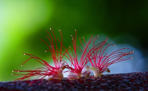 Loc vung flowers.