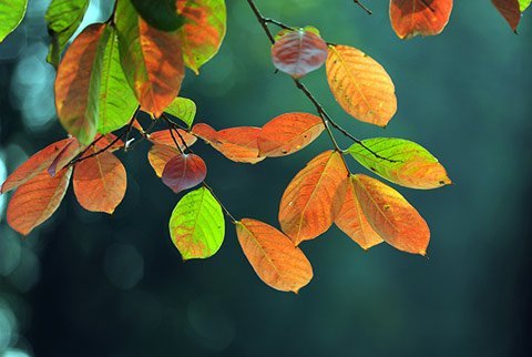 Leaves begin to change their color.