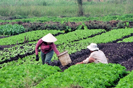 Sản xuất rau ở cánh đồng Gia Yên ở xã Gia Tân 3, huyện Thống Nhất (Ảnh: H.G)