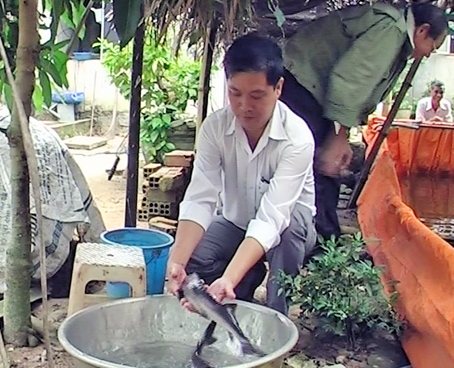 Anh Đặng Thanh Sơn đang kiểm tra cá tầm. Ảnh: L.Chương