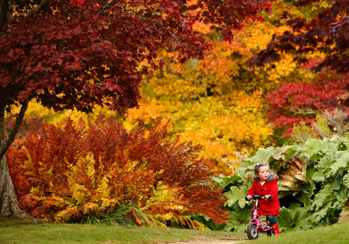 Cô bé Annie Wood, 3 tuổi, đi xe đạp giữa những rừng cây đầy sắc màu ở công viên Sheffield Park Garden gần Haywards Heath, miền Nam nước Anh, 17/10/2012.