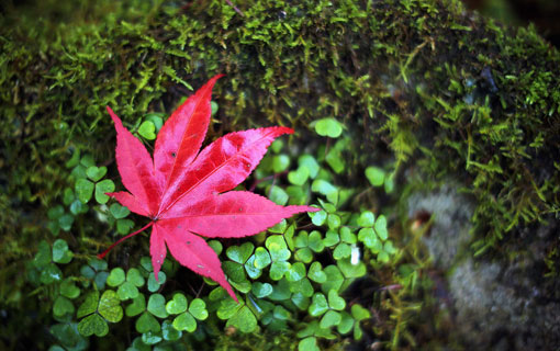 Một chiếc lá cây Chi phong chuyển sang màu đỏ vào mùa Thu tại công viên National Trust’s Tatton Park, ở Knutsford, Anh, 17/10/2012.