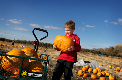 Cậu bé Sam Bauer, 5 tuổi, chuyển bí ngô lên xe kéo trong mùa thu hoạch ở hạt Apple Orchard, Harrisburg, South Dakota, 06/10/2012.