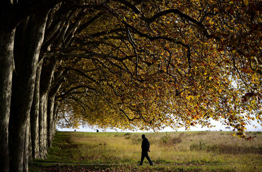 Một người đàn ông bước đi dưới những tán cây ở gần Lausanne, Thuỵ Sĩ, 22/10/2012.