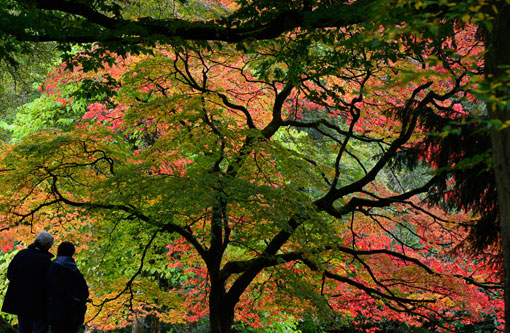 Du khách ngắm rừng cây mùa Thu ở vườn thực vật Westonbirt, Anh, 18/10/2012.