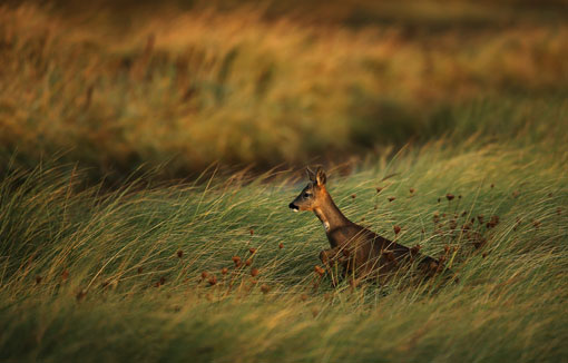 Một con hoẵng chạy qua cánh đồng cỏ lúc mặt trời mọc ở Spurn Point, Spurn Head, Anh, 12/10/2012.