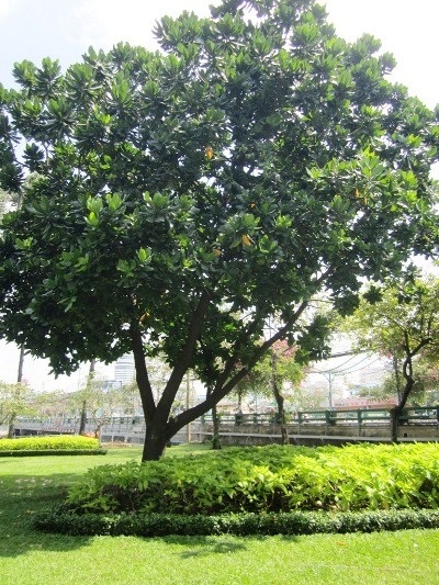 This specimen of arringtonia asiatica grows under Thi Nghe Bridge