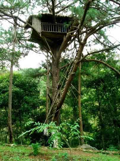 Tourists can stay overnight at a tree-house halfway up a giant tree.