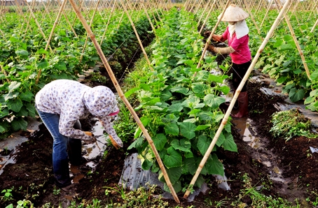 Câu lạc bộ rau sạch, tại ấp Bình Tiến xã Xuân Phú.