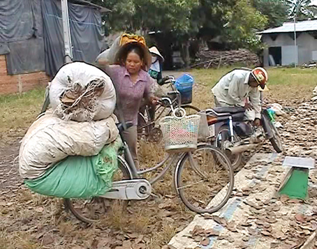 Làm rõ việc thương lái mua lá điều khô