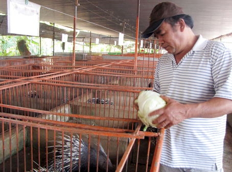 Nhím là động vật hoang dã nuôi khá nhiều ở Đồng Nai. Trong ảnh: Một trại nhím ở xã Quang Trung (huyện Thống Nhất).                                                                                  Ảnh: K. Minh