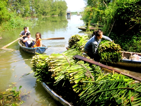 Nông dân thu hoạch lục bình từ vùng bán ngập.