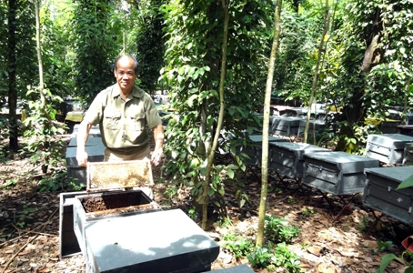 Trong vườn tiêu, cựu chiến binh Phan Văn Tuyển còn tận dụng làm nơi nuôi, dưỡng ong lấy mật.