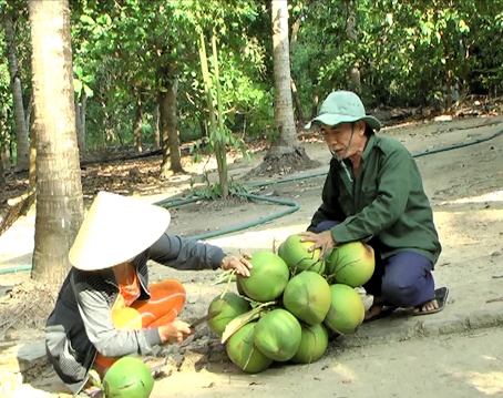 Vợ chồng ông Nguyễn Thiện Chiến thu hoạch dừa để bán. Ảnh : N.HOÀNG