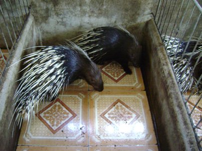 Two porcupines are seen in closeup