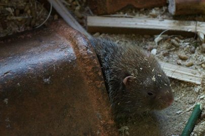 bamboo rat is an animal which comes to life at night. It sleeps in the day time and is very gentle. Its diet consists of sugarcane and bamboo so it is very clean. Thus, tourists can hold it in their arms for photos