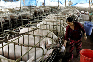 Dong Nai livestock zones lack power, roads