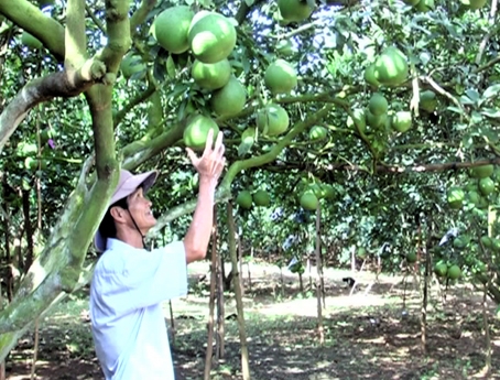 Nông dân Tân Triều được mùa bưởi.