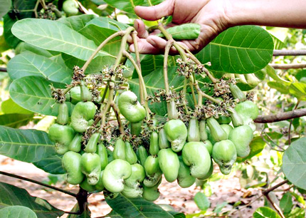 Cashew growers face uncertain future