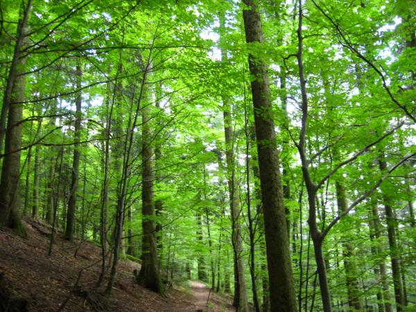 VND800 bil for afforestation and protection of forests