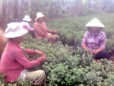 Vùng trồng hoa ấp Trung Sơn đã tạo nhiều việc làm cho người dân trong vùng.