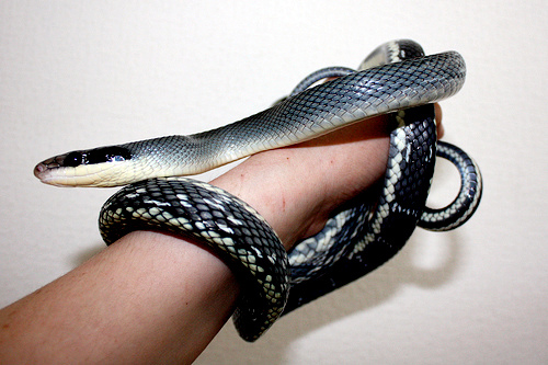 Giới thiệu rắn cho người mua xem.