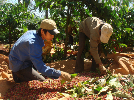 Dong Nai’s coffee export hits over 22,000 tons in Jan