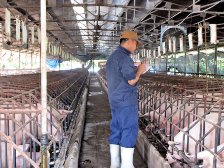 Agricultural production value estimated at over VND8.8 tril in 2013