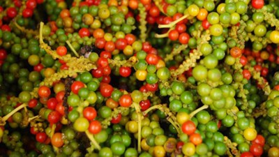 Pepper production – something of a paradox