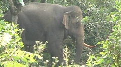 A wild elephant in Dong Nai Province