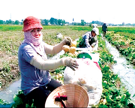 Nông dân xã  Long An (huyện Long Thành) thu hoạch củ sắn.