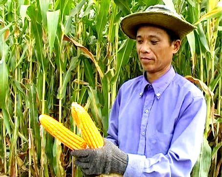 Bắp vụ đông - xuân trúng mùa, được giá.