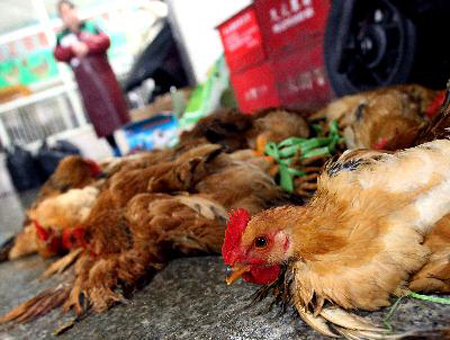 Trung Quốc tăng cường phòng chống cúm A/H7N9