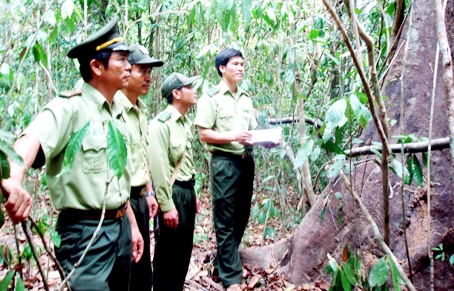 Các kiểm lâm viên đang tuần tra và kiểm tra cây rừng.