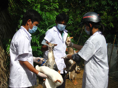 Vets vaccinating poultry in Mekong delta province of Ca Mau.