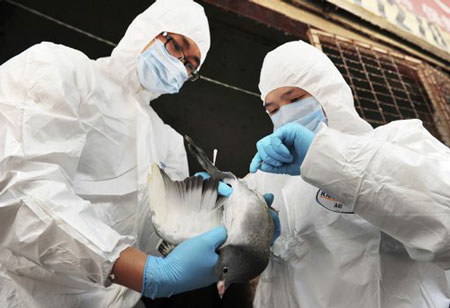 Kiểm tra virus cúm H7N9 trên chim bồ câu ở Hồ Nam