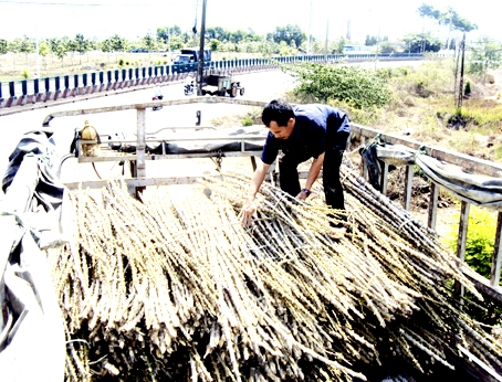 Anh Nguyễn Văn Chí (41 tuổi) thường “đánh” xe tải lớn đi thu mua giống cây mì.