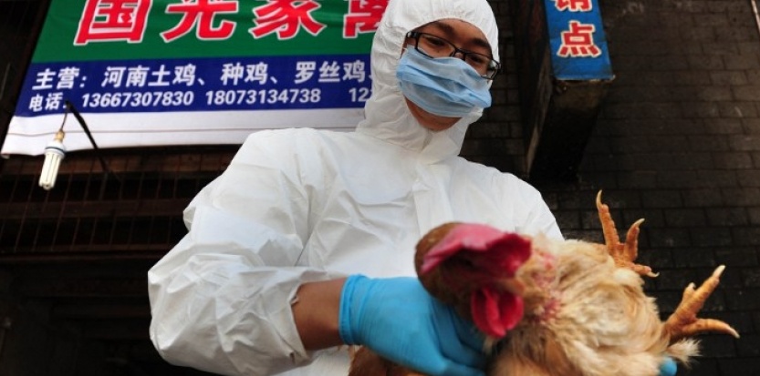 Trung Quốc: Số ca nhiễm cúm gia cầm H7N9 lên tới 60 người