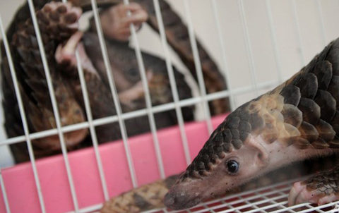 Philippines phát hiện hàng trăm tê tê ở tàu cá Trung Quốc