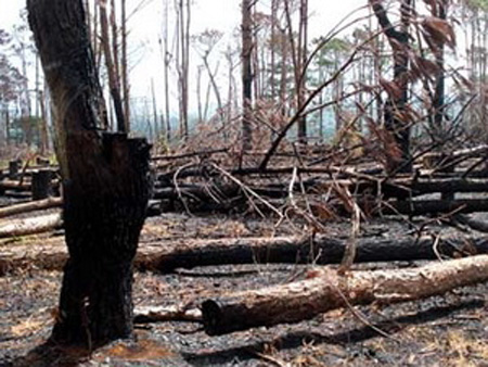 Large trees succumb to drought in Dong Nai Province