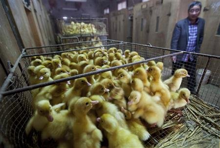 WHO cảnh báo H7N9 là một trong những virus cúm dễ gây tử vong nhất