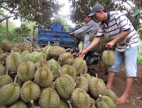 Thương lái vào tận vườn mua sầu riêng