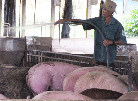 Giá heo hơi giảm 2-3 ngàn đồng/kg