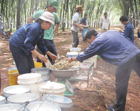  Thu hoạch mủ cao su tại Nông trường Bình Sơn (huyện Long Thành).