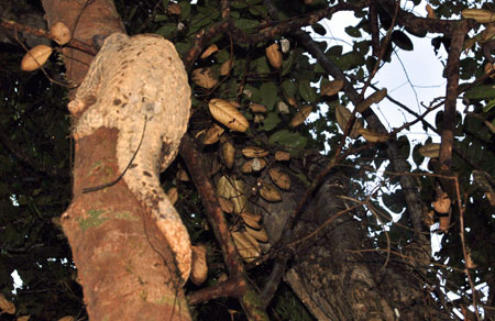 A Sunda Pangolin climbs on a tree after being released in the Cat Tien National Park.