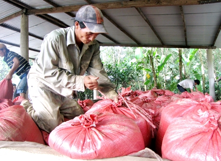 Nông dân xã Bình Lợi (huyện Vĩnh Cửu) ứng dụng máy sấy giảm tiêu hao nông sản và không lệ thuộc vào thời tiết. Ảnh: H.Giang