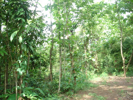 Natural forest in Dong Nai