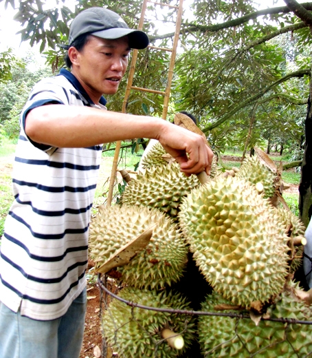 Xã Xuân Định (huyện Xuân Lộc) nổi tiếng có chôm chôm, sầu riêng ngon.              Ảnh: H.Giang